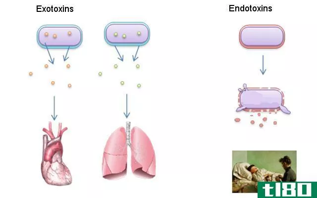 内毒素(endotoxins)和外毒素(exotoxins)的区别