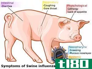 流感(flu)和猪流感(swine flu)的区别