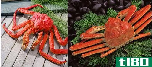 帝王蟹(king crab)和雪蟹(snow crab)的区别