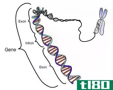 什么是基因工程(genetic engineering)