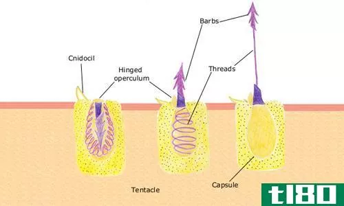 CNI细胞(cnidocyte)和线虫囊肿(nematocyst)的区别