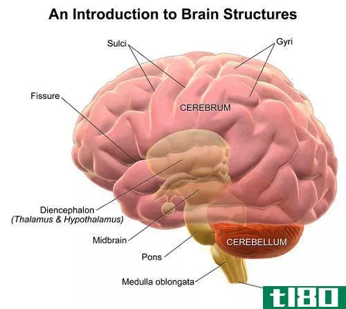 小脑(cerebellum)和大脑(cerebrum)的区别