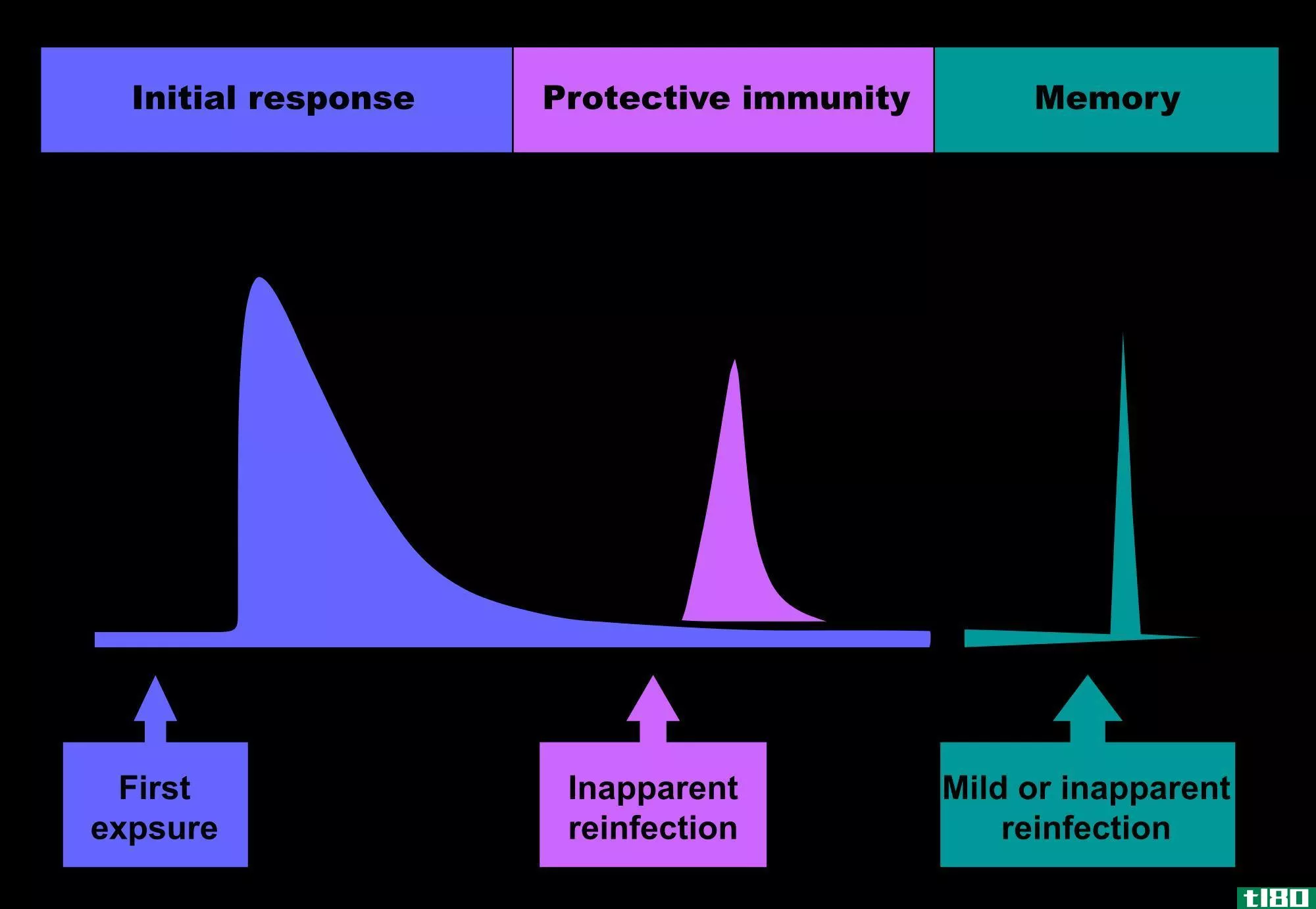 幽默的(humoral)和细胞介导免疫(cell mediated immunity)的区别