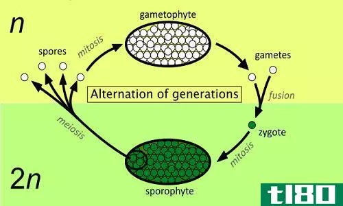 配子体(gametophytes)和孢子体(sporophytes)的区别