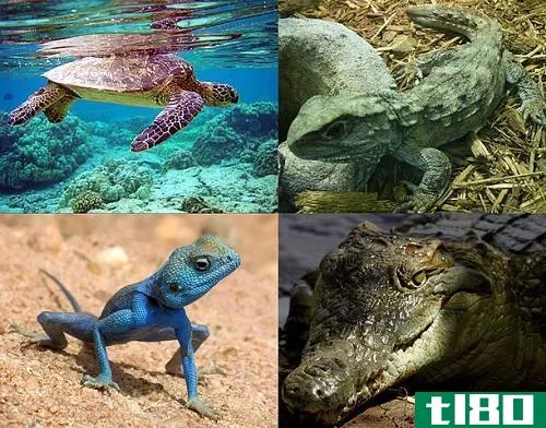 爬行动物(reptiles)和哺乳动物(mammals)的区别