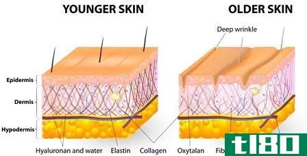 胶原蛋白之间的差异(differences between collagen)和弹性蛋白(elastin)的区别