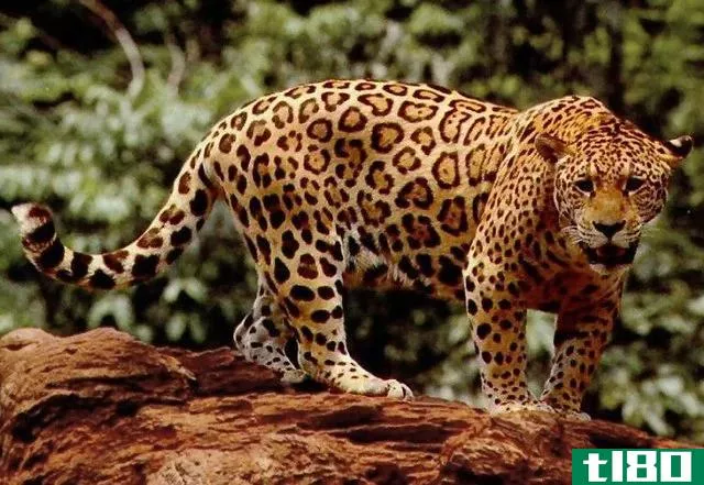 黑豹(panther)和美洲虎(jaguars)的区别