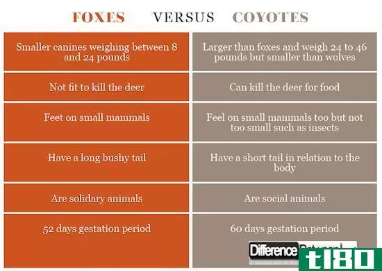 土狼(coyotes)和狐狸(foxes)的区别