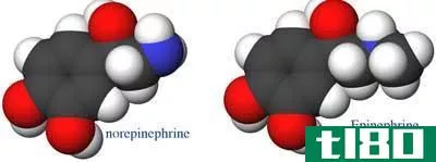 肾上腺素(epinephrine)和去甲肾上腺素(norepinephrine)的区别