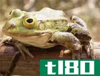 青蛙(frog)和蟾蜍(a toad)的区别