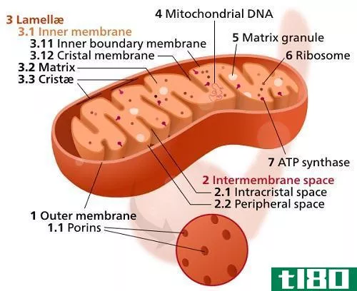 线粒体dna(mitochondrial dna)和核dna(nuclear dna)的区别