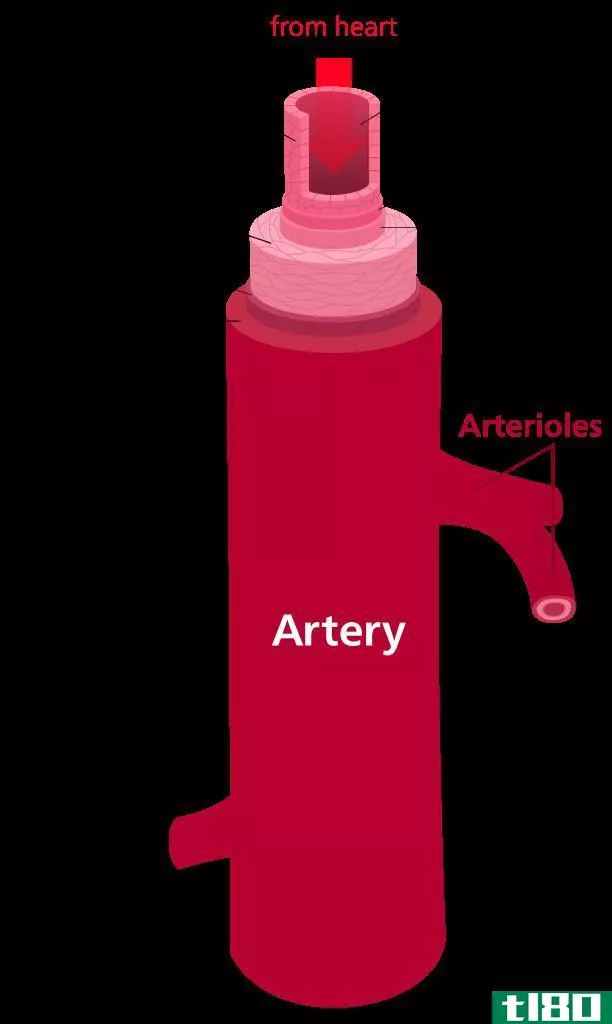 动脉(artery)和脉(vein)的区别
