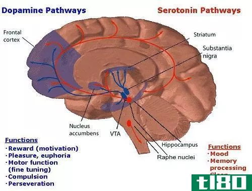 血清素(serotonin)和多巴胺(dopamine)的区别