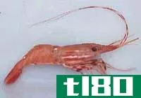 虾(shrimp)和对虾(prawn)的区别