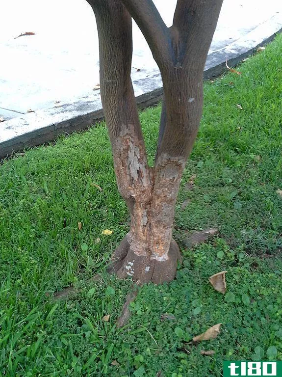 根(root)和茎(stem)的区别
