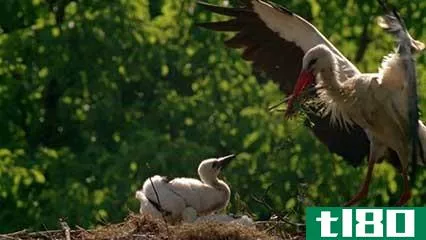 鹈鹕(pelican)和鹳(stork)的区别