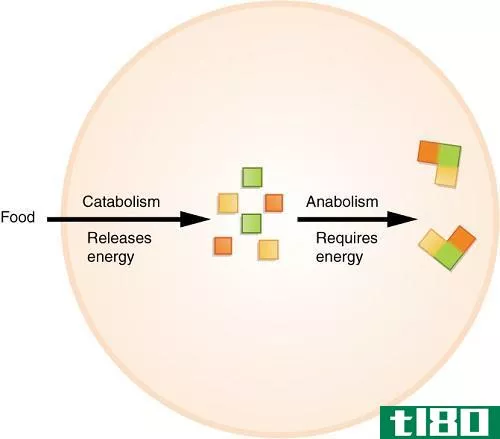 分解代谢的区别(differences between catabolism)和合成代谢(anabolism)的区别