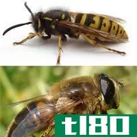 蜜蜂(bees)和黄蜂(wasps)的区别