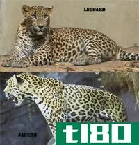 美洲虎(jaguar)和豹子(leopard)的区别