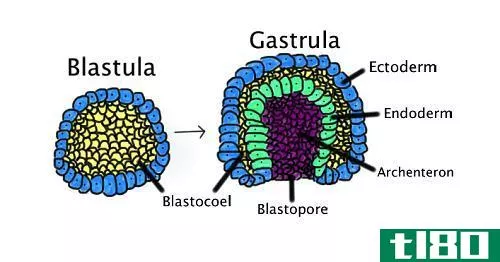 囊胚(blastula)和原肠胚(gastrula)的区别