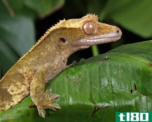 壁虎(a gecko)和蜥蜴(a lizard)的区别