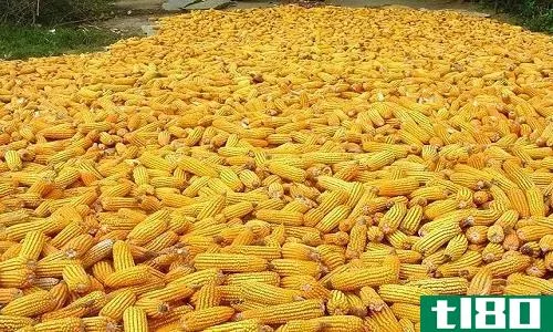 玉米(corn)和玉米(maize)的区别