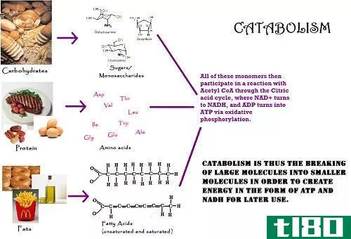 分解代谢的区别(differences between cataboli**)和合成代谢(anaboli**)的区别