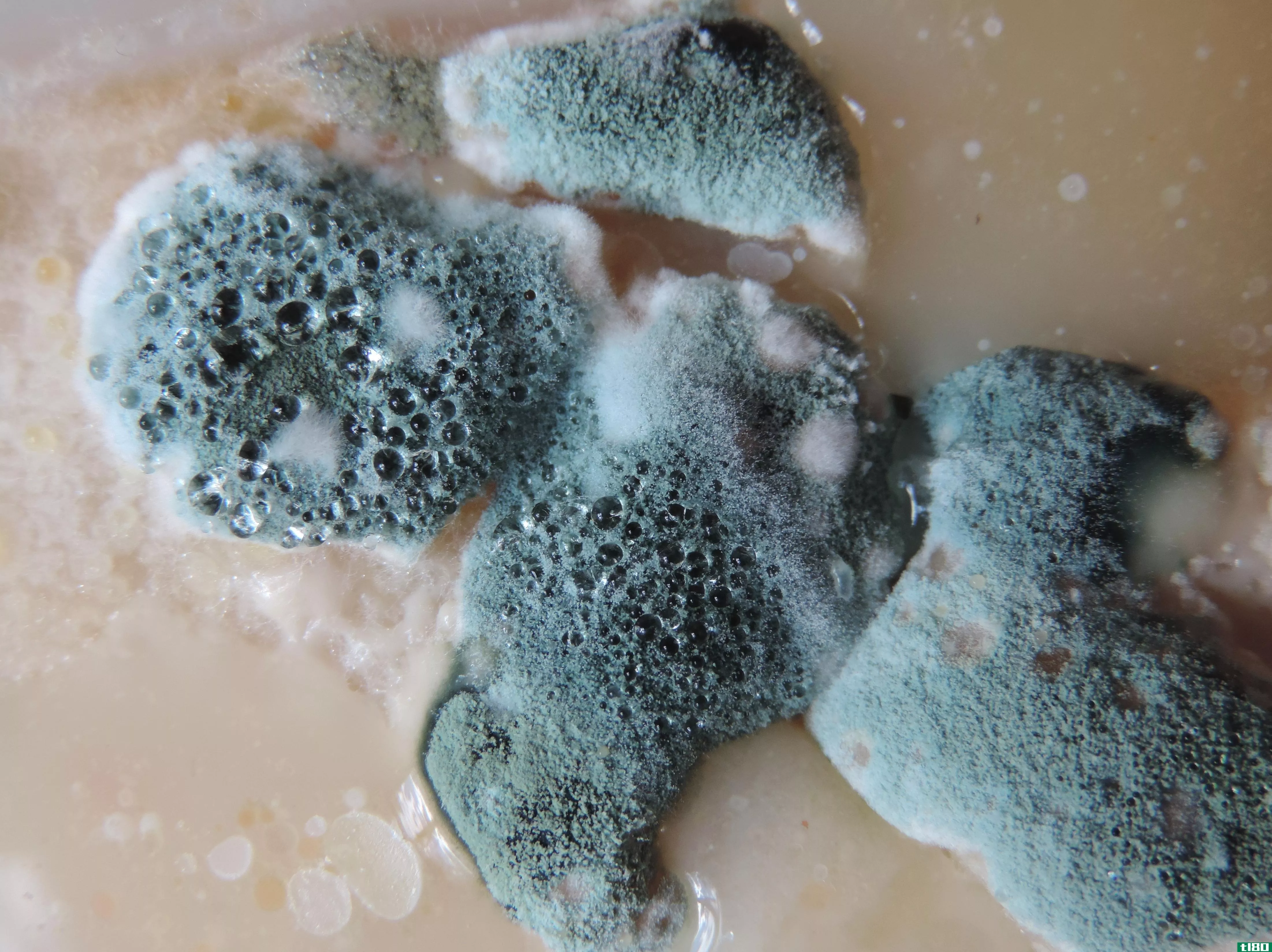 模具(mold)和真菌(fungus)的区别