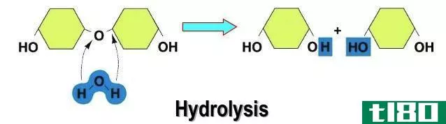 水解(hydrolysis)和脱水缩合(dehydration synthesis)的区别