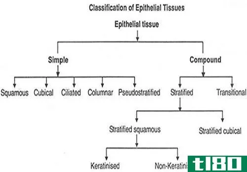 结缔组织(connective tissue)和上皮组织(epithelial tissue)的区别