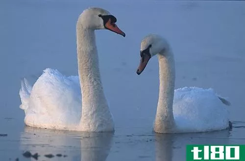 天鹅之间的区别(differences between a swan)和一只鹅(a goose)的区别
