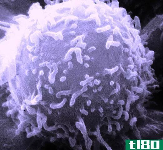 癌细胞(the  cancer cells)和正常细胞(normal cells)的区别