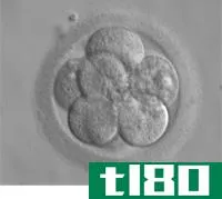 胚胎(embryo)和胎儿(fetus)的区别