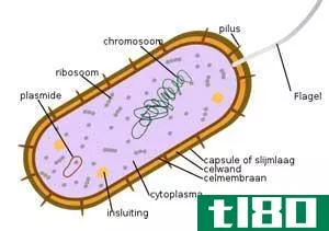 真细菌(eubacteria)和古细菌(archaebacteria)的区别