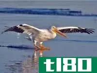 鹈鹕(pelican)和鹳(stork)的区别