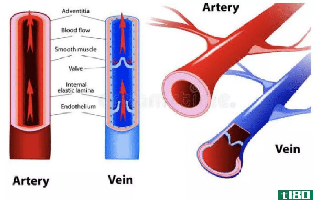 动脉(artery)和脉(vein)的区别