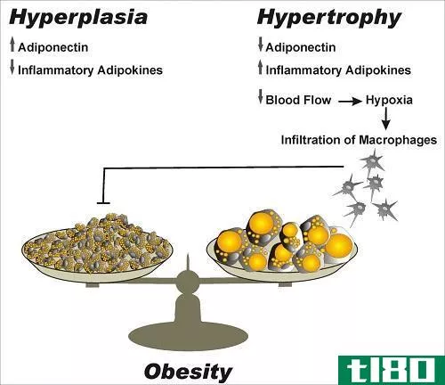 肥大(hypertrophy)和增生(hyperplasia)的区别
