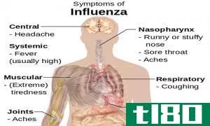 流感(flu)和发烧(fever)的区别