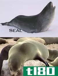 海豹(seals)和海狮(sea li***)的区别