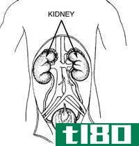 膀胱(bladder)和肾脏感染(kidney infection)的区别