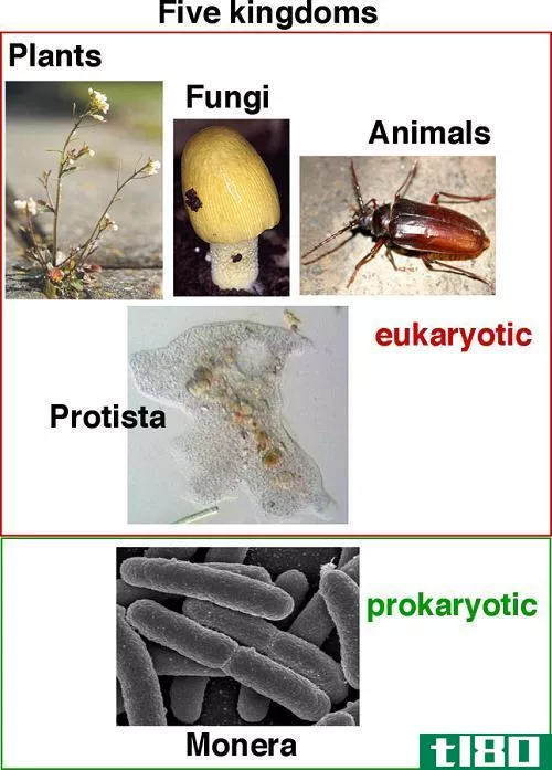 原生生物(protists)和真菌(fungi)的区别