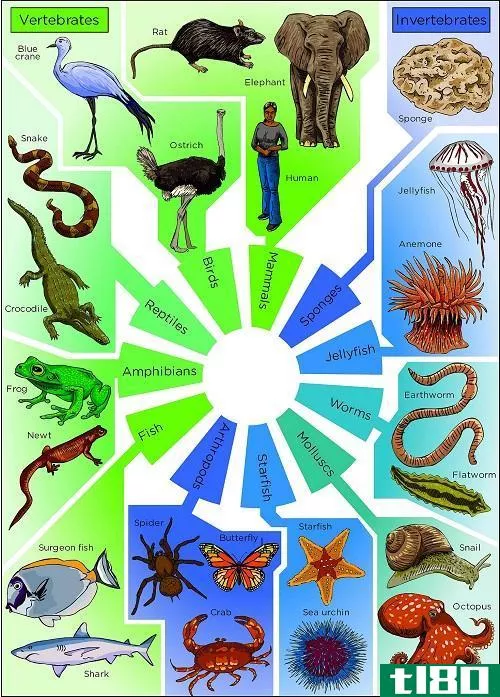 脊椎动物(vertebrates)和无脊椎动物(invertebrates)的区别