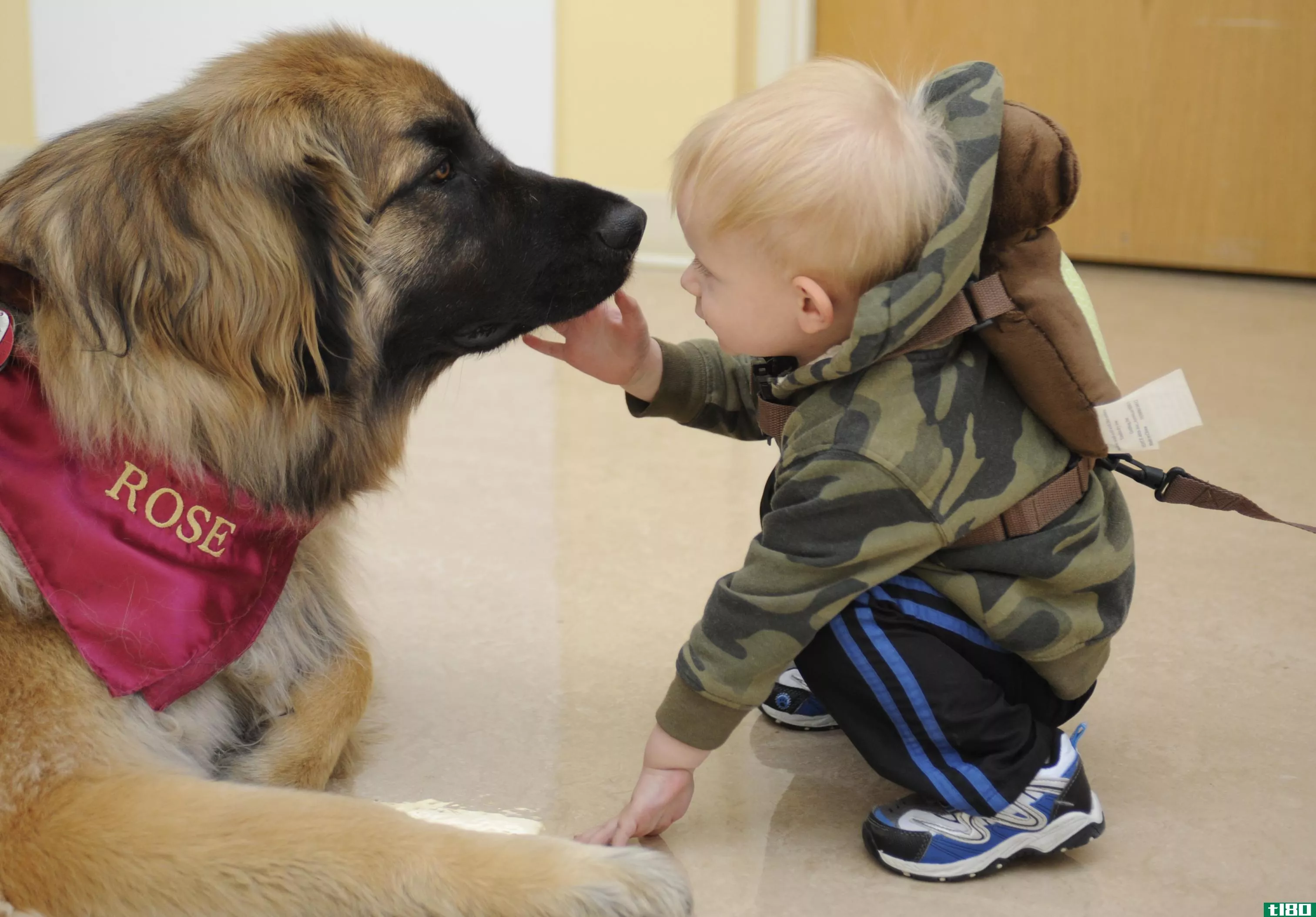 服务犬(a service dog)和治疗犬(a therapy dog)的区别