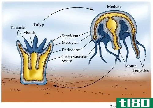 息肉(polyp)和美杜莎(medusa)的区别