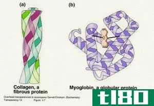 球状蛋白(globular protein)和纤维蛋白(fibrous proteins)的区别