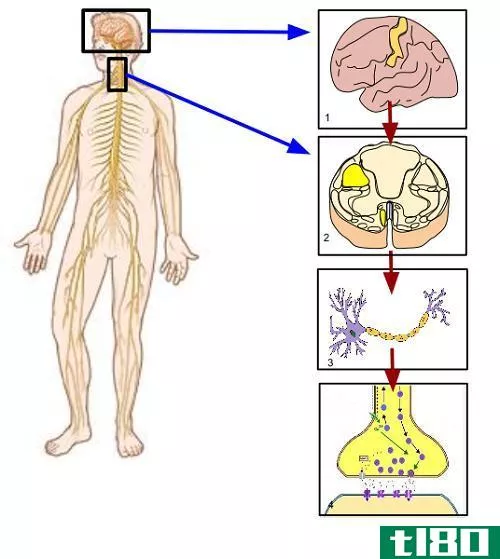 体细胞(somatic)和自主神经系统(autonomic nervous system)的区别