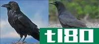 乌鸦(crow)和掠夺(raven)的区别