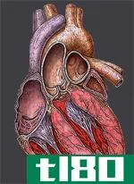 心绞痛(angina)和心脏病发作(heart attack)的区别