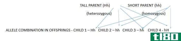 显性基因(dominant gene)和隐性基因(recessive gene)的区别