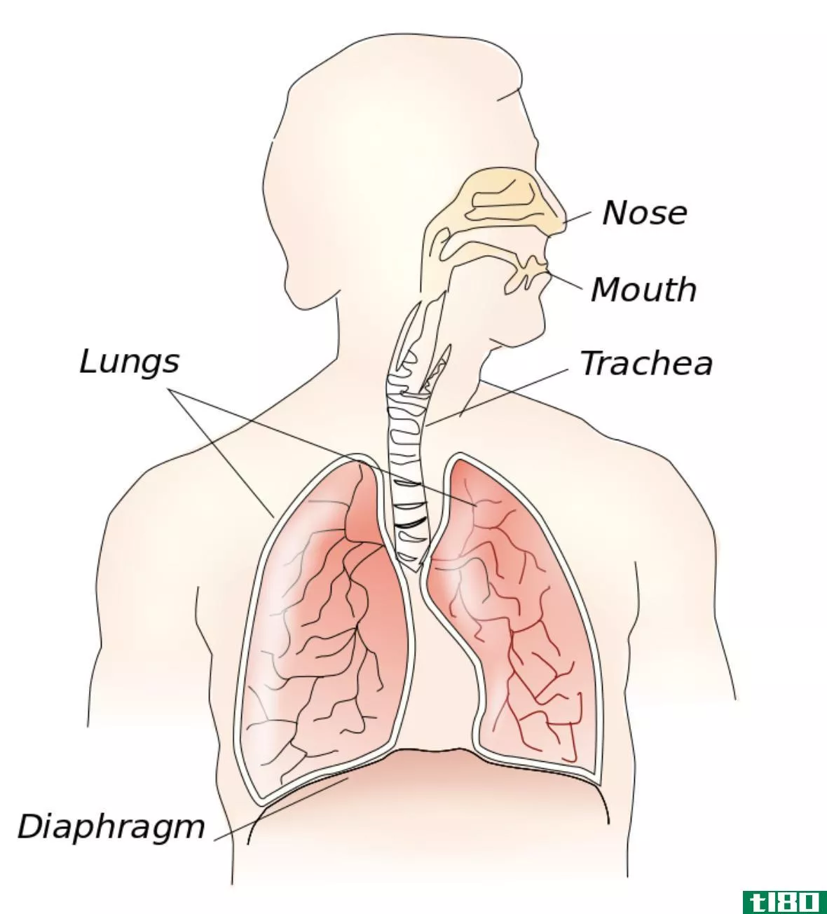 外部呼吸(external respiration)和内呼吸(internal respiration)的区别
